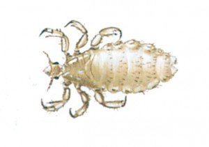 Head louse