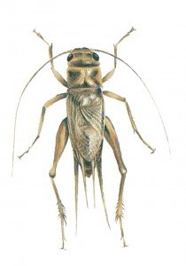 House cricket, Acheta domestica