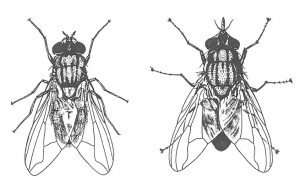 House fly and stable fly