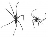 House spiders with eight legs