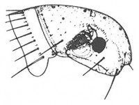 Human flea
