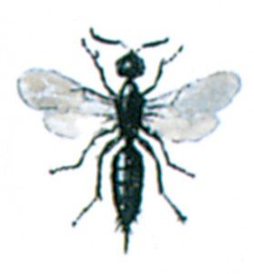 chalcids