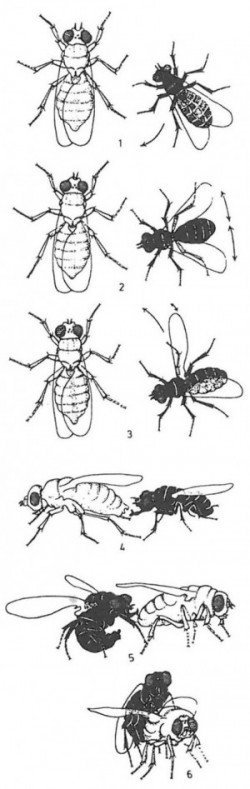 Insects' and mites' foreplay