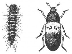 Larva and fully grown bacon beetle