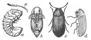 Larva, pupa and grown drugstore beetle
