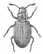 Lathridius minutus, squarenosed fungus beetle