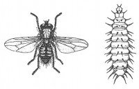 Lesser house fly, adult and larva