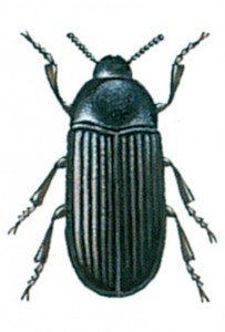 Lesser mealworm beetle