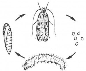 Life cycle for the brown house moth