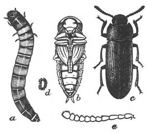 Mealworm beetle from pupa until full grown
