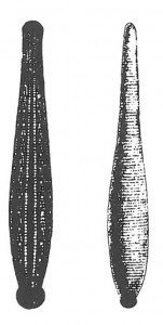 Medical leech and horse leech