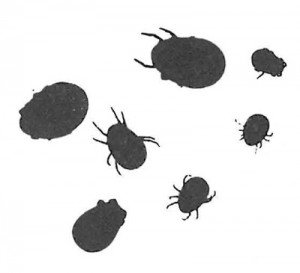Medium sized and adult pigeon mites