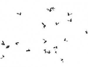 Midges - Bedbugs, Bites, Stings and Itches - Page 64