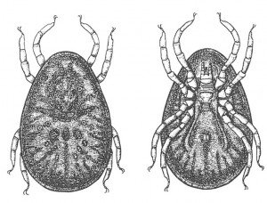 Pigeon tick seen from above and down under