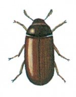 Plaster beetles
