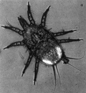 Prune mite