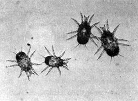 Prune mites can cause severe rashes