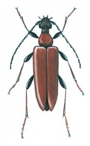 Leptura rubra