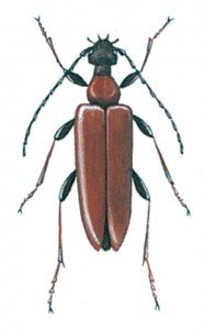 Leptura rubra