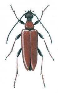 Leptura rubra