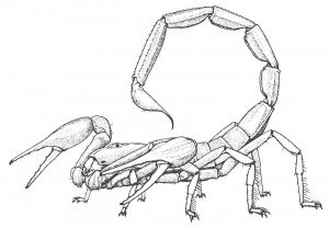 Scorpion