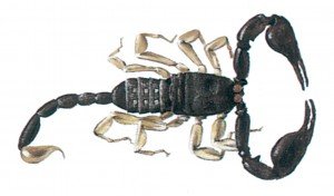 Scorpions