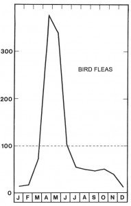 Season for bird fleas