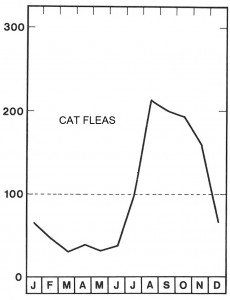 Season for cat fleas in august