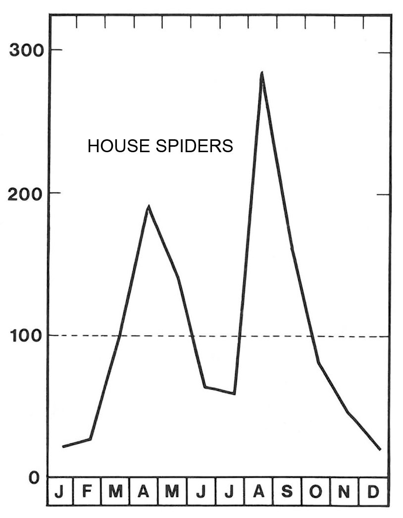 Bed Bug (Spidersona)