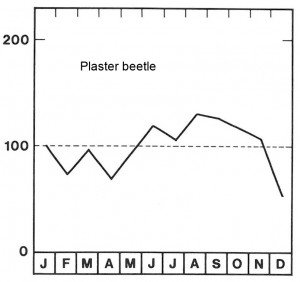 Season for plaster beetles