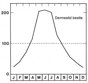 Season for the dermestid beetle