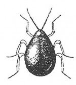 Shiny spider beetle