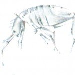 Springtail