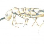 Springtail - Pests in House and Home - Page 43