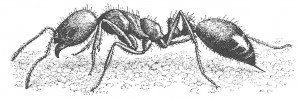 Stinging ant