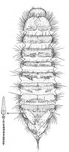 The carpet beetle larva