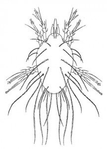 Storage mite, Lepidoglyphus destructor