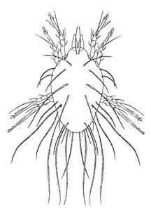 Storage mite, Lepidoglyphus destructor