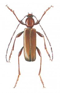 Tanbark beetle (Phymatodes testaceus ), female