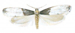 Tapestry moth