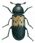 The bacon beetle