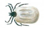 The castor bean tick