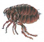 The cat flea will happily bite people