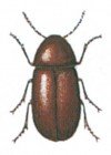 The cigarette beetle