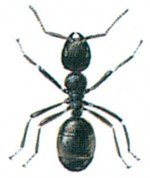The common black ant