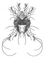 The ear mite, Otodectes cynotis