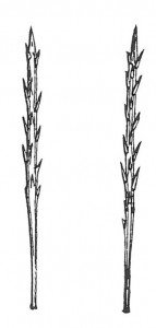 The Eastern pine processionary larva’s stinging hairs