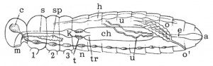 The inside of insects