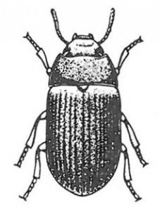 The lesser mealworm beetle