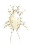 The prune mite